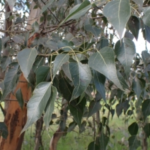 Brachychiton populneus subsp. populneus at Godfreys Creek, NSW - 1 Oct 2022