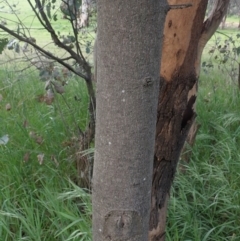 Brachychiton populneus subsp. populneus at Godfreys Creek, NSW - 1 Oct 2022