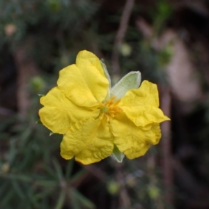 Hibbertia riparia at Godfreys Creek, NSW - 1 Oct 2022 04:08 PM