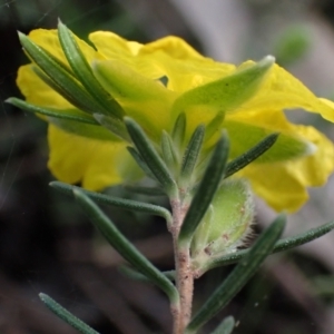 Hibbertia riparia at Godfreys Creek, NSW - 1 Oct 2022