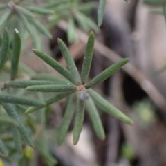 Hibbertia riparia at Godfreys Creek, NSW - 1 Oct 2022