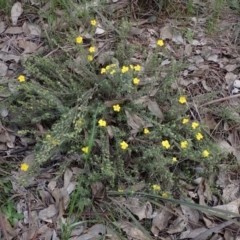 Hibbertia riparia at Godfreys Creek, NSW - 1 Oct 2022 04:08 PM