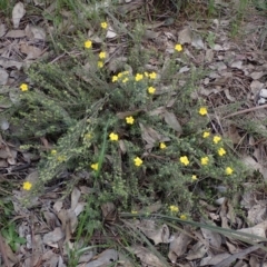 Hibbertia riparia at Godfreys Creek, NSW - 1 Oct 2022