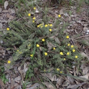 Hibbertia riparia at Godfreys Creek, NSW - 1 Oct 2022