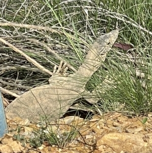 Varanus rosenbergi at Uriarra Village, ACT - 29 Oct 2022