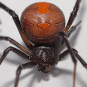 Latrodectus hasselti at Evatt, ACT - 27 Oct 2022