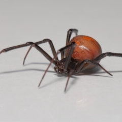 Latrodectus hasselti at Evatt, ACT - 27 Oct 2022