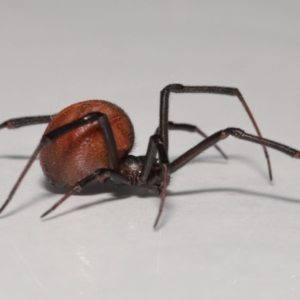 Latrodectus hasselti at Evatt, ACT - 27 Oct 2022 01:52 PM