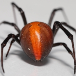 Latrodectus hasselti at Evatt, ACT - 27 Oct 2022 01:52 PM