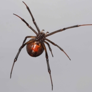 Latrodectus hasselti at Evatt, ACT - 27 Oct 2022