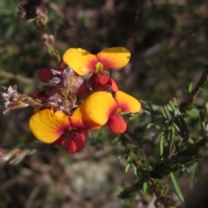 Dillwynia sericea at Weetangera, ACT - 24 Sep 2022