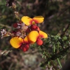 Dillwynia sericea (Egg And Bacon Peas) at Weetangera, ACT - 24 Sep 2022 by pinnaCLE