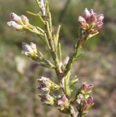 Dillwynia sericea at Weetangera, ACT - 24 Sep 2022