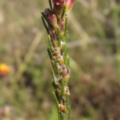 Dillwynia sericea at Weetangera, ACT - 24 Sep 2022