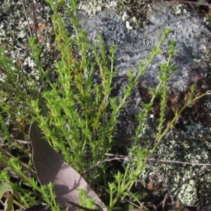 Galium gaudichaudii at Weetangera, ACT - 24 Sep 2022