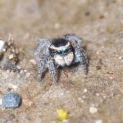 Maratus proszynskii (Peacock spider) at Sassafras, NSW - 27 Oct 2022 by Harrisi