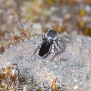 Maratus proszynskii at Sassafras, NSW - 27 Oct 2022