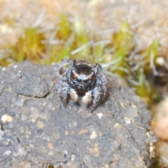Maratus proszynskii at Sassafras, NSW - 27 Oct 2022 11:17 AM