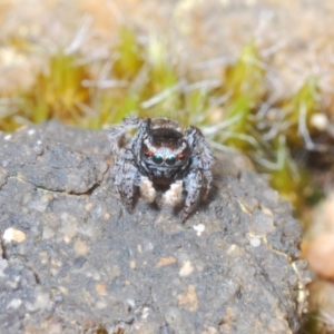 Maratus proszynskii at Sassafras, NSW - 27 Oct 2022