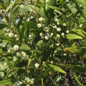 Acacia melanoxylon at Weetangera, ACT - 25 Sep 2022