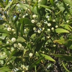 Acacia melanoxylon (Blackwood) at Weetangera, ACT - 25 Sep 2022 by pinnaCLE