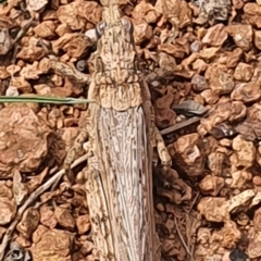 Coryphistes ruricola (Bark-mimicking Grasshopper) at Gundaroo, NSW - 28 Oct 2022 by Gunyijan
