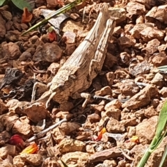 Coryphistes ruricola at Gundaroo, NSW - 28 Oct 2022