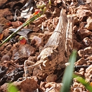 Coryphistes ruricola at Gundaroo, NSW - 28 Oct 2022