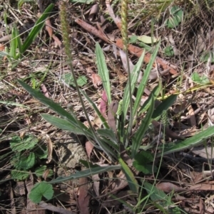 Plantago varia at Weetangera, ACT - 25 Sep 2022 12:27 PM