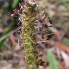 Plantago varia at Weetangera, ACT - 25 Sep 2022 12:27 PM