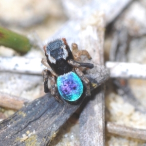 Maratus anomalus at Jerrawangala, NSW - suppressed