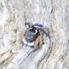 Maratus anomalus at Jerrawangala, NSW - suppressed