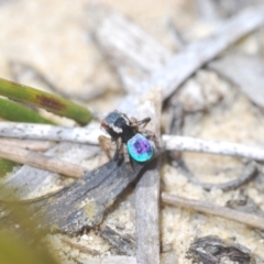 Maratus anomalus at Jerrawangala, NSW - 27 Oct 2022