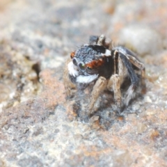 Maratus anomalus at Jerrawangala, NSW - suppressed