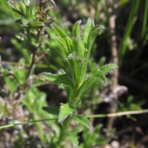 Vittadinia cuneata at Weetangera, ACT - 25 Sep 2022