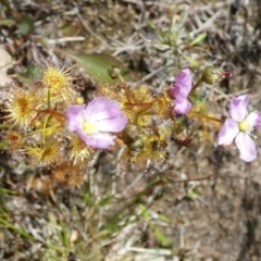 Drosera gunniana (Pale Sundew) at Boro - 26 Oct 2022 by Paul4K