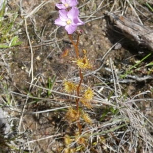 Drosera gunniana at Borough, NSW - suppressed