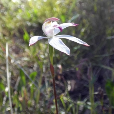 Caladenia moschata (Musky Caps) at Borough, NSW - 27 Oct 2022 by Paul4K