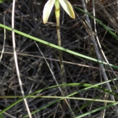 Caladenia transitoria at Boro - 27 Oct 2022 by Paul4K