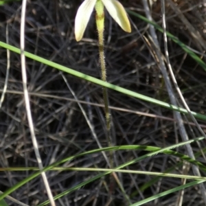 Caladenia transitoria at Borough, NSW - suppressed