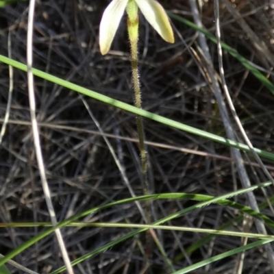 Caladenia transitoria (Green Caps) at Borough, NSW - 27 Oct 2022 by Paul4K