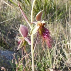 Calochilus paludosus (Strap Beard Orchid) at Borough, NSW - 27 Oct 2022 by Paul4K