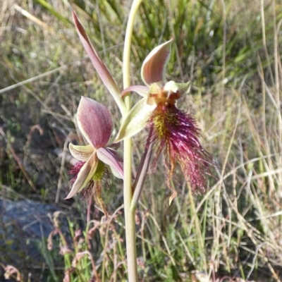 Calochilus paludosus (Strap Beard Orchid) at Borough, NSW - 27 Oct 2022 by Paul4K