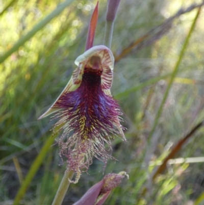 Calochilus platychilus (Purple Beard Orchid) at Borough, NSW - 27 Oct 2022 by Paul4K