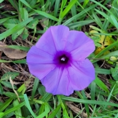 Ipomoea cairica (Coastal Morning Glory, Mile a Minute) at Nambucca Heads, NSW - 28 Oct 2022 by trevorpreston