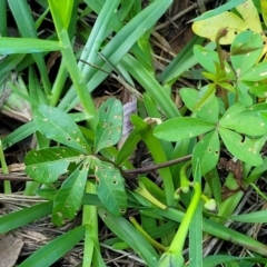 Ipomoea cairica at Nambucca Heads, NSW - 29 Oct 2022 08:37 AM
