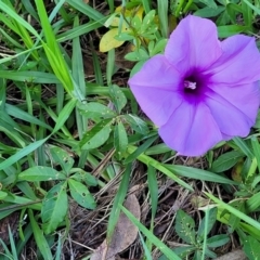 Ipomoea cairica at Nambucca Heads, NSW - 29 Oct 2022