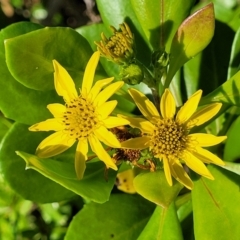 Chrysanthemoides monilifera (Bitou Bush, Boneseed) at Nambucca Heads, NSW - 29 Oct 2022 by trevorpreston