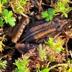 Limnodynastes peronii (Brown-striped Frog) at Nambucca Heads, NSW - 29 Oct 2022 by trevorpreston