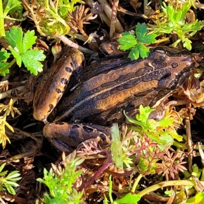 Limnodynastes peronii (Brown-striped Frog) at Nambucca Heads, NSW - 29 Oct 2022 by trevorpreston